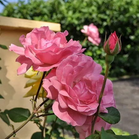 斯卡方纳斯公寓 *