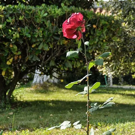 斯卡方纳斯公寓 佩雷卡斯