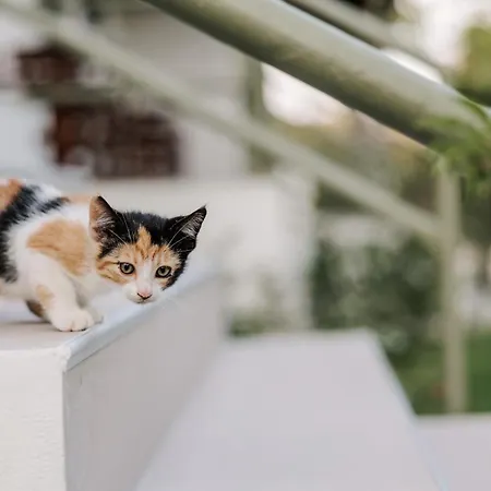 Apartmán Skafonas Pelekas