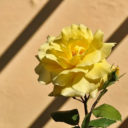 Apartmán Skafonas Pelekas